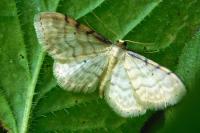 Idaea fuscovenosa
