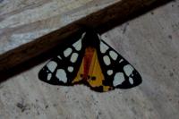 Arctia villica