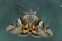 Catocala fulminea