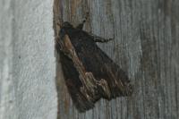 Dypterygia scabriuscula