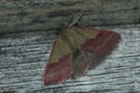 Phytometra viridaria