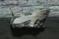 Harpyia milhauseri
