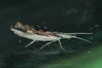 Ypsolopha scabrella