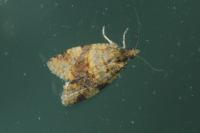 Epagoge grotiana