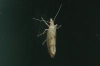 Ypsolopha alpella