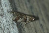 Acrobasis consociella