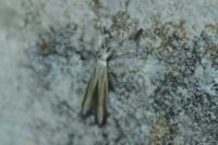 Coleophora conspicuella
