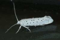 Yponomeuta