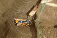 Pyropteron chrysidiforme