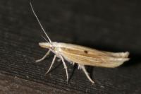 Ypsolopha nemorella