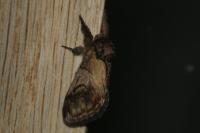 Notodonta ziczac