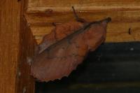 Gastropacha quercifolia