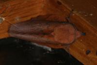 Gastropacha quercifolia