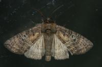 Tethea ocularis