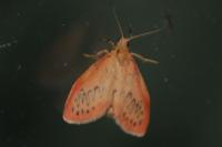 Miltochrista miniata