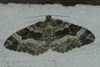 Epirrhoe alternata