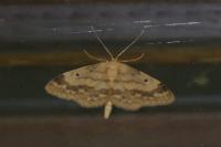 Idaea biselata