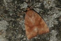 Cosmia trapezina