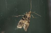 Euzophera pinguis