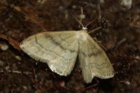 Idaea deversaria