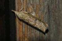 Aphomia sociella