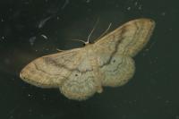 Idaea deversaria