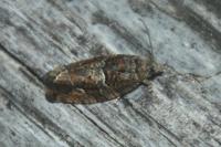 Eudemis profundana