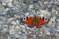 Aglais io