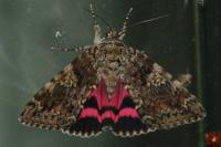 Catocala sponsa