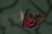 Catocala sponsa