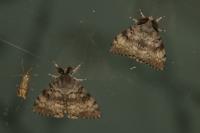 Lymantria dispar