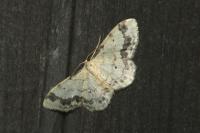 Idaea trigeminata