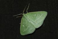 Thetidia smaragdaria