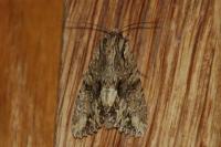 Apamea monoglypha