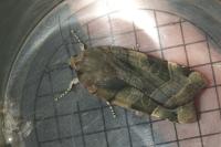 Noctua fimbriata