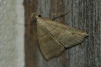 Herminia tarsicrinalis