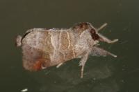 Clostera pigra