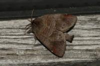 Clostera pigra