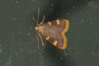 Hypsopygia costalis