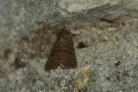 Hoplodrina octogenaria