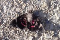 Catocala promissa