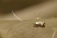 Nemophora fasciella