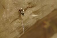 Nemophora fasciella