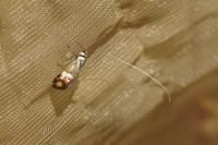 Nemophora fasciella