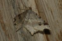 Macaria alternata