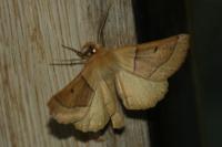 Crocallis elinguaria