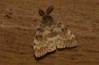 Lymantria dispar