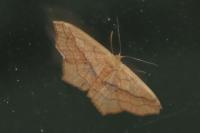 Scopula imitaria