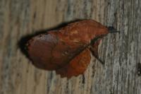 Gastropacha quercifolia