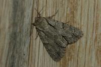 Acronicta sp (psi/tridens)